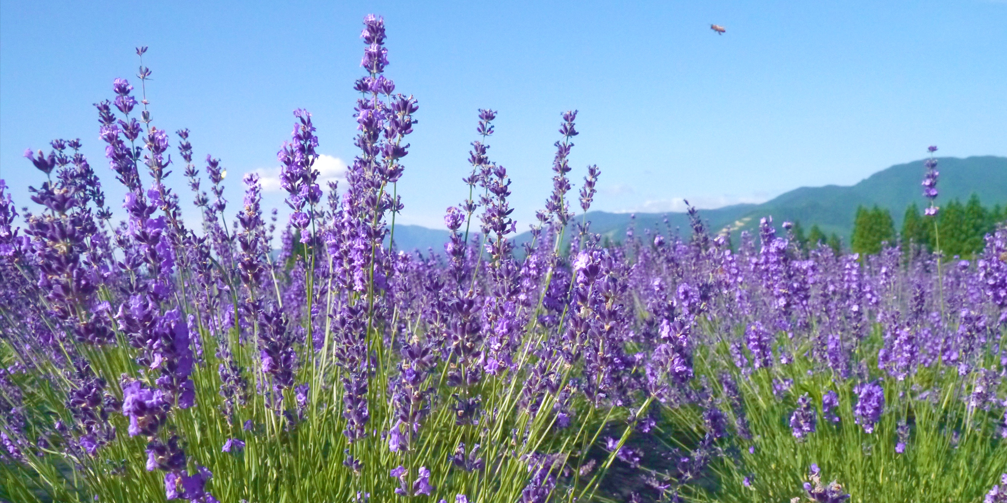 有限会社大清重機（朝陽観光貸切バス）